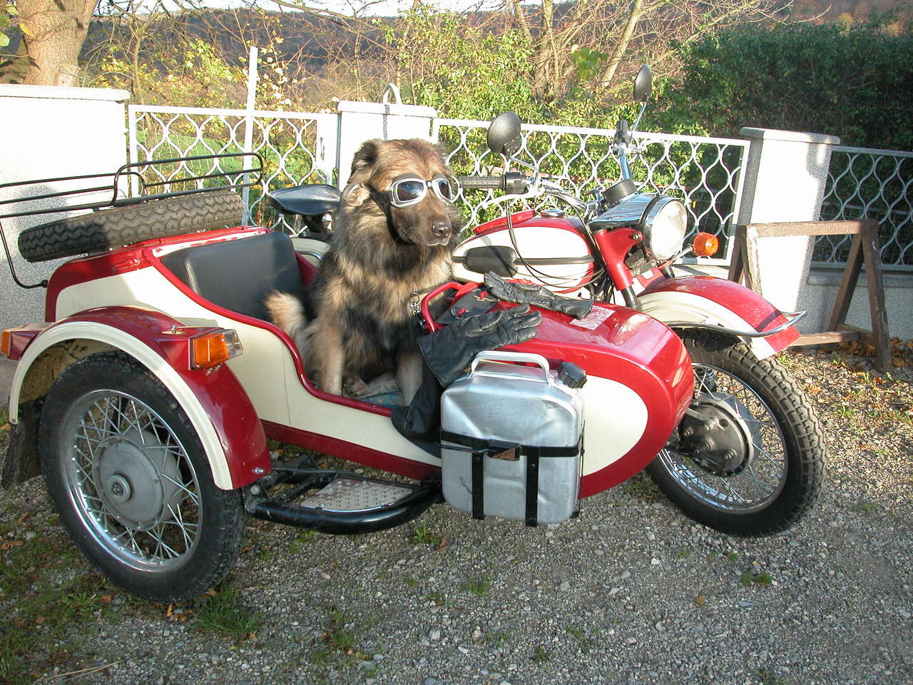 Bike Olga + Dog Leopold